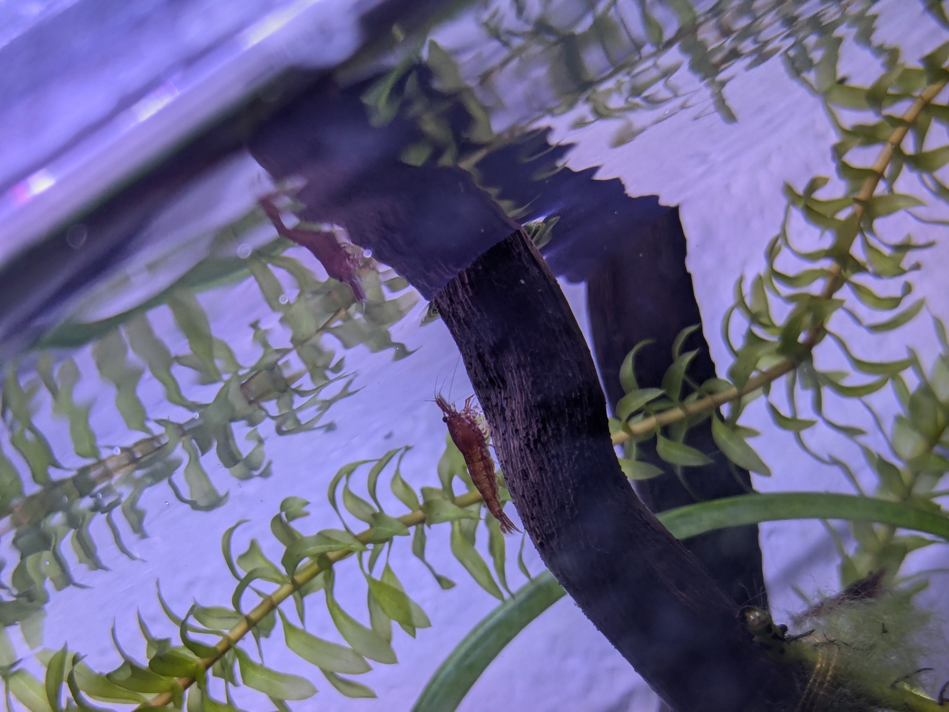 "Shrimp Looking at its Reflection" by Weronika Przedworska